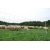 Siatka dla owiec "horinetz" standard dł. 50m, wys. 90cm, pojedynczy szpic, żółto/czarna